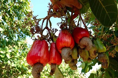 cashew